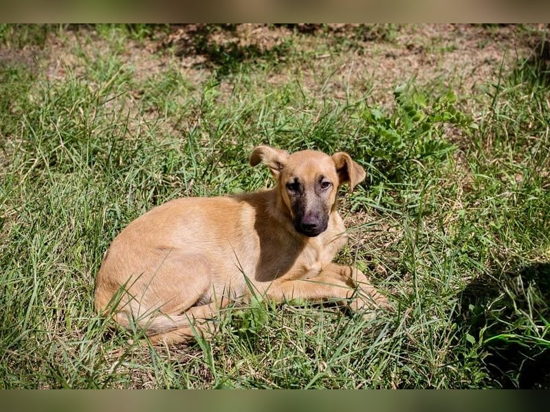 Ozzy – sanfter Junghund mit Schlappohren-Charme sucht sein Happy End