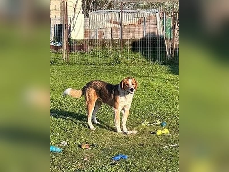 Benny-Boy, Traumhund sucht Traumzuhause