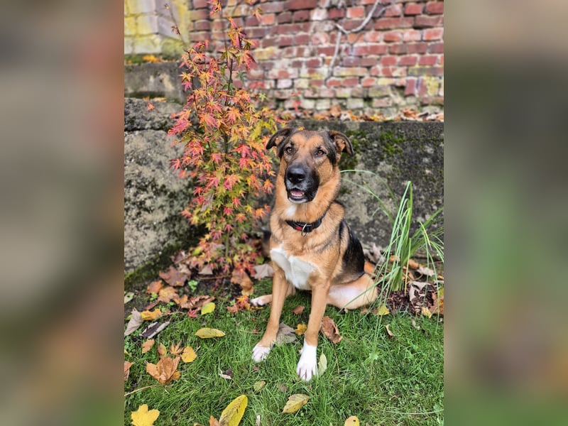 Treuer Bo aus 52428 Jülich sucht sein Für-Immer-Zuhause