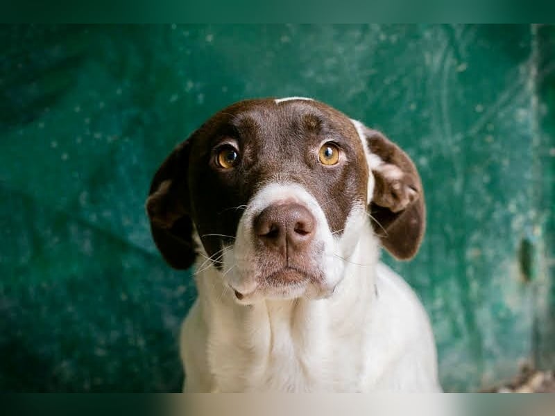 Elina – vom Tierheim auf die Couch