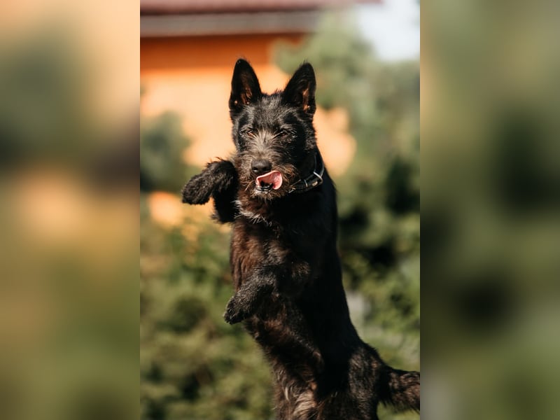 Fröhliche Ajda sucht liebevolles Zuhause