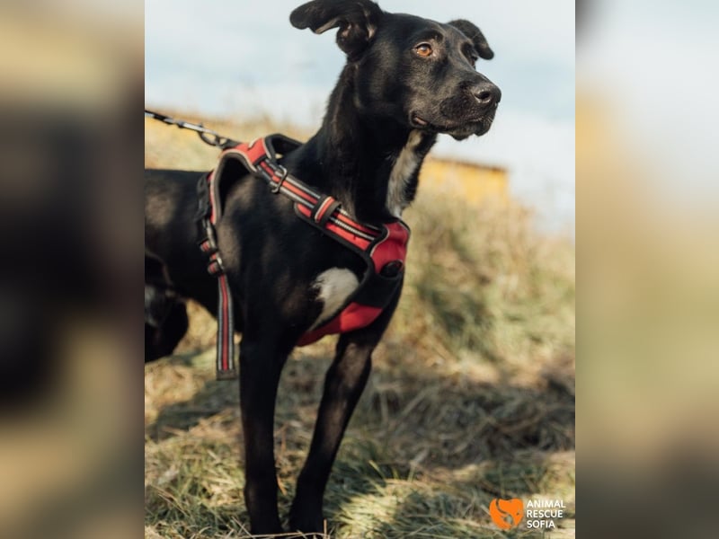 Bogy – Ein ausgeglichener Entdecker mit großem Herzen