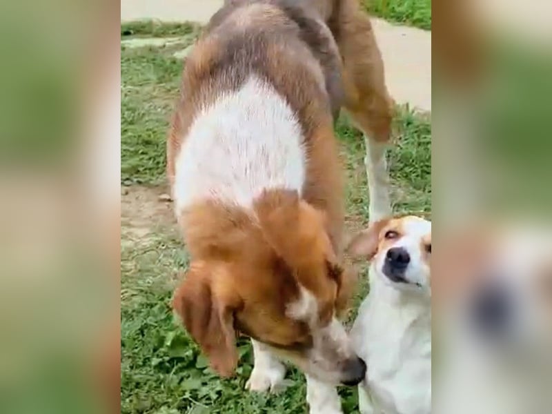 Benny-Boy, Traumhund sucht Traumzuhause