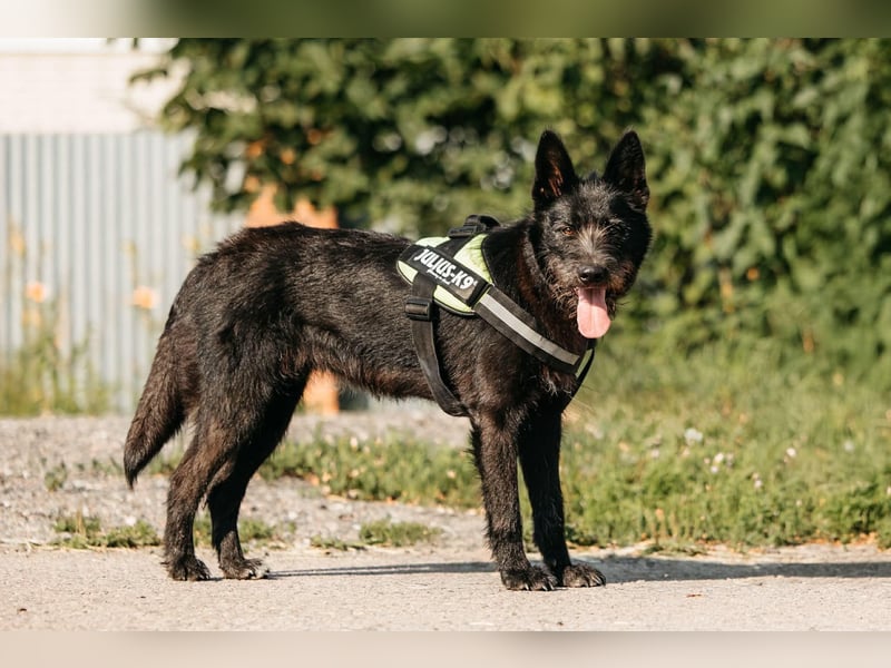 Fröhliche Ajda sucht liebevolles Zuhause