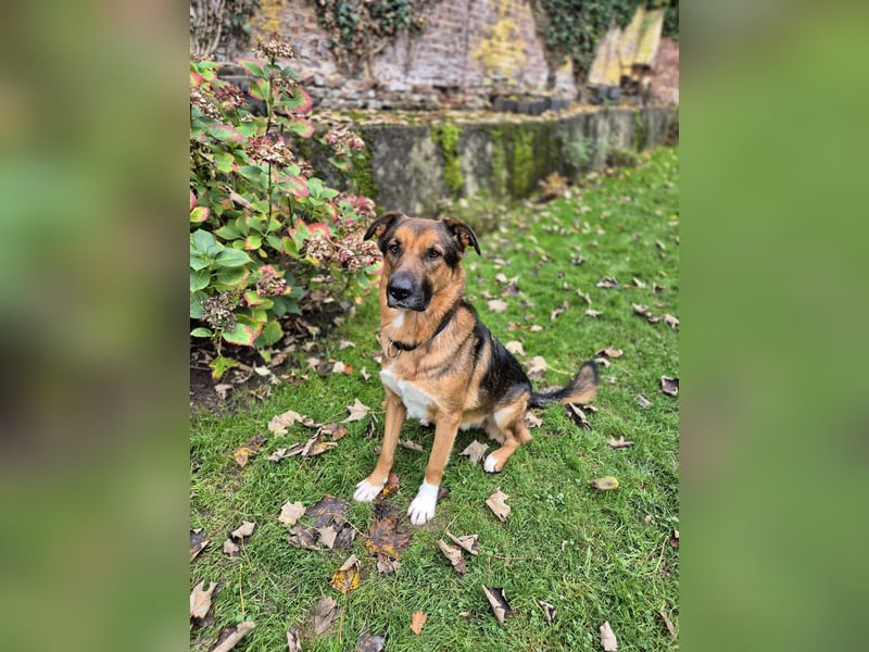 Treuer Bo aus 52428 Jülich sucht sein Für-Immer-Zuhause