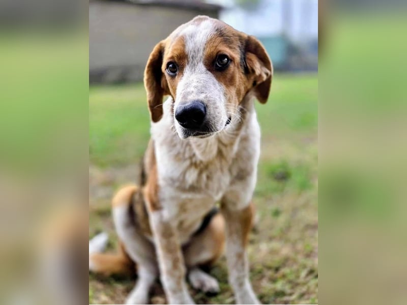 Benny-Boy, Traumhund sucht Traumzuhause