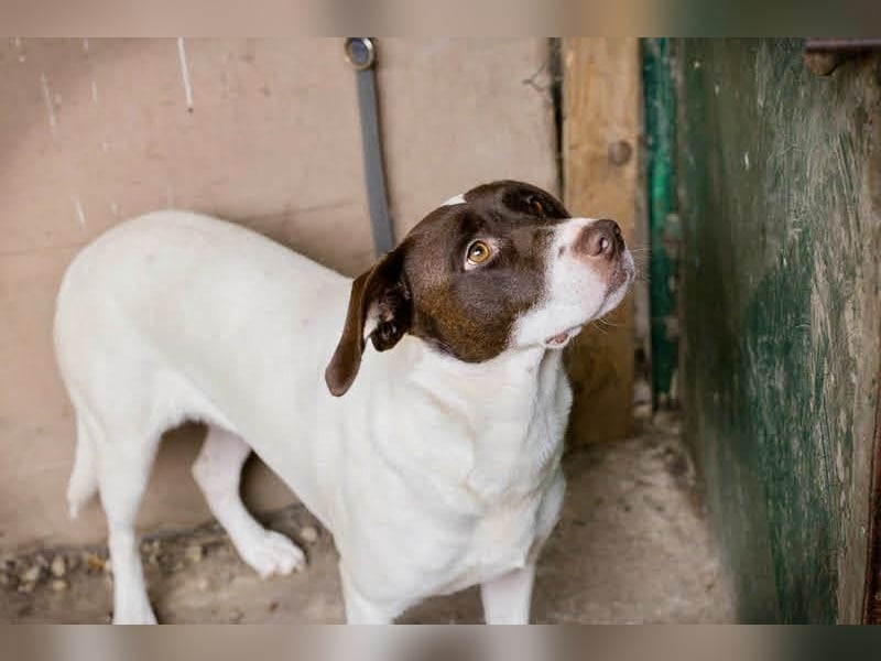 Elina – vom Tierheim auf die Couch