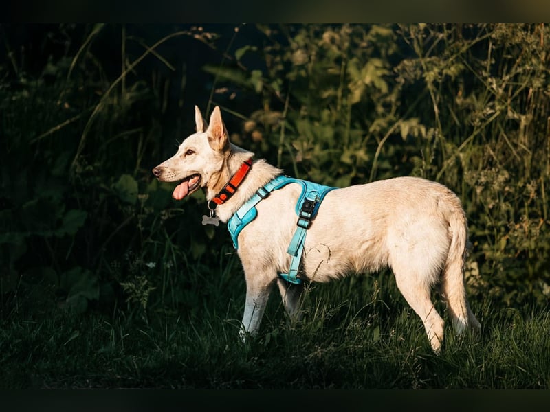 Vorsichtiger Whitey sucht seine Familie