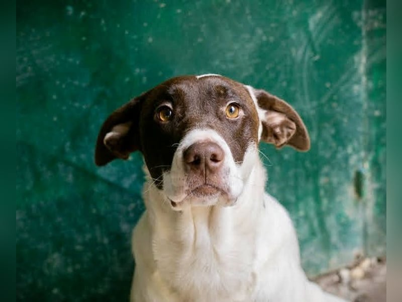 Sanfte Elina sucht liebevolles Zuhause