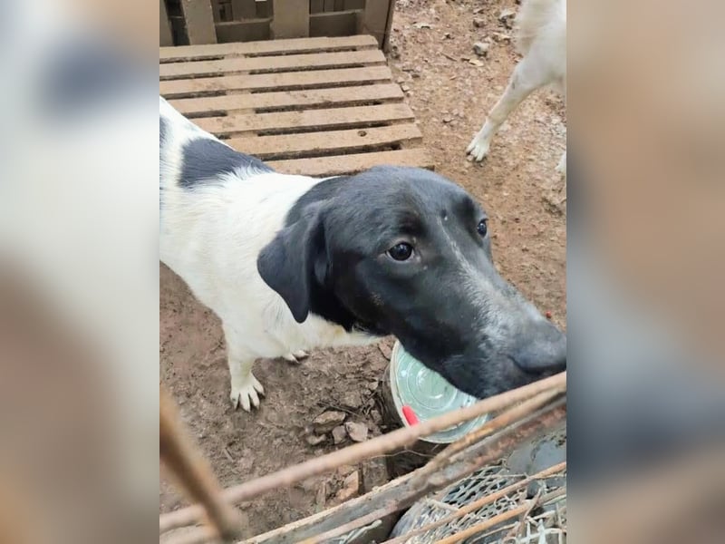 Anka sucht ihr Forever Home!