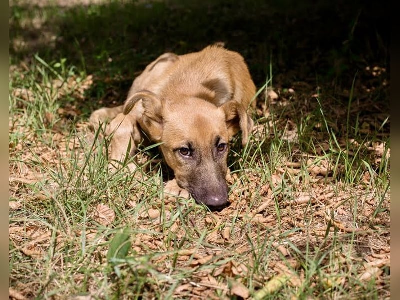 Ozzy – sanfter Junghund mit Schlappohren-Charme sucht sein Happy End