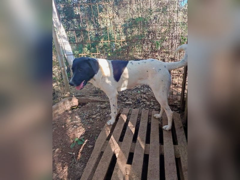 Anka sucht ihr Forever Home!
