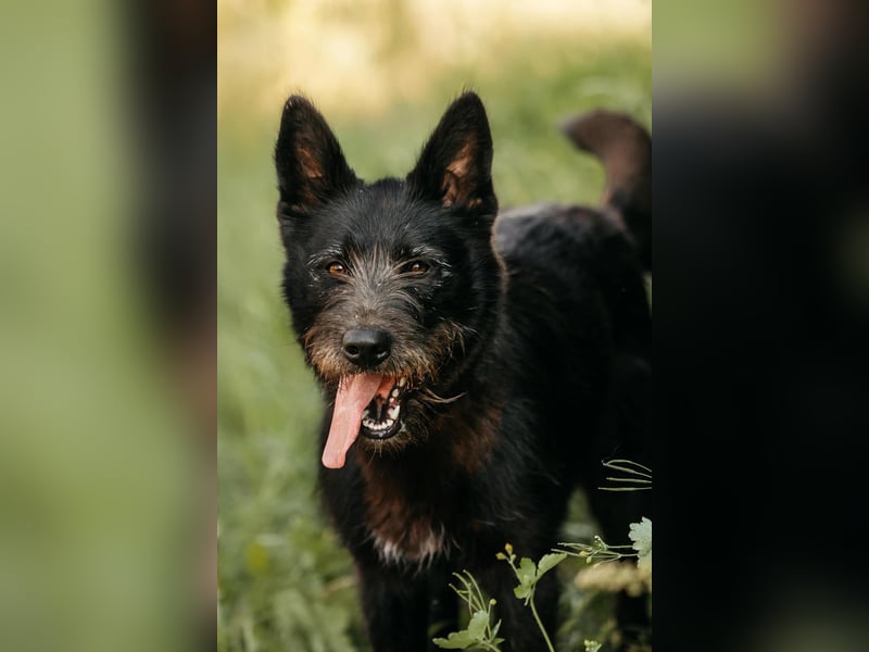 Fröhliche Ajda sucht liebevolles Zuhause