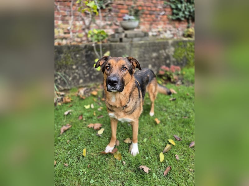 Treuer Bo aus 52428 Jülich sucht sein Für-Immer-Zuhause