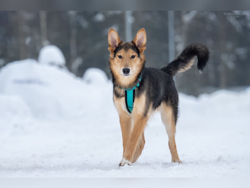 Fröhlicher Nordik sucht seine Familie