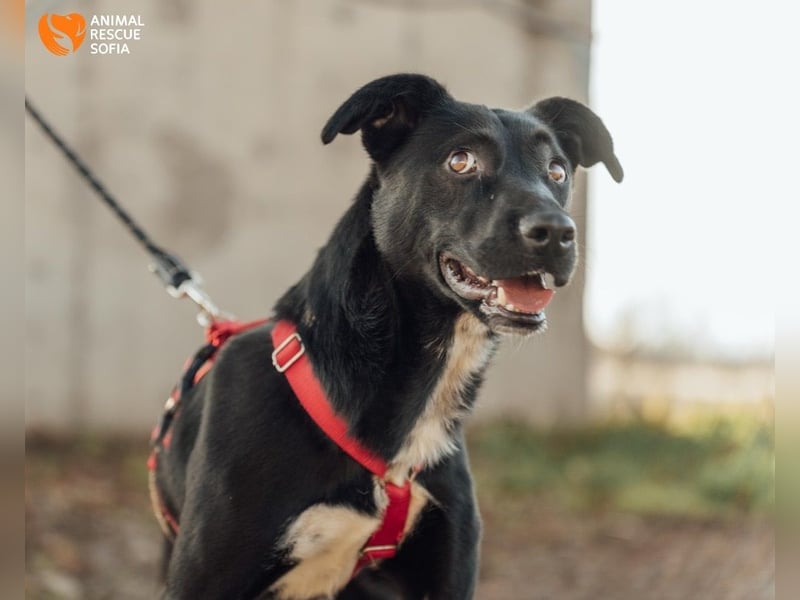Bogy – Ein ausgeglichener Entdecker mit großem Herzen