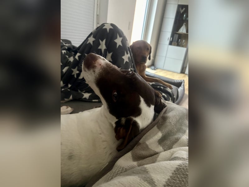 Elina – vom Tierheim auf die Couch