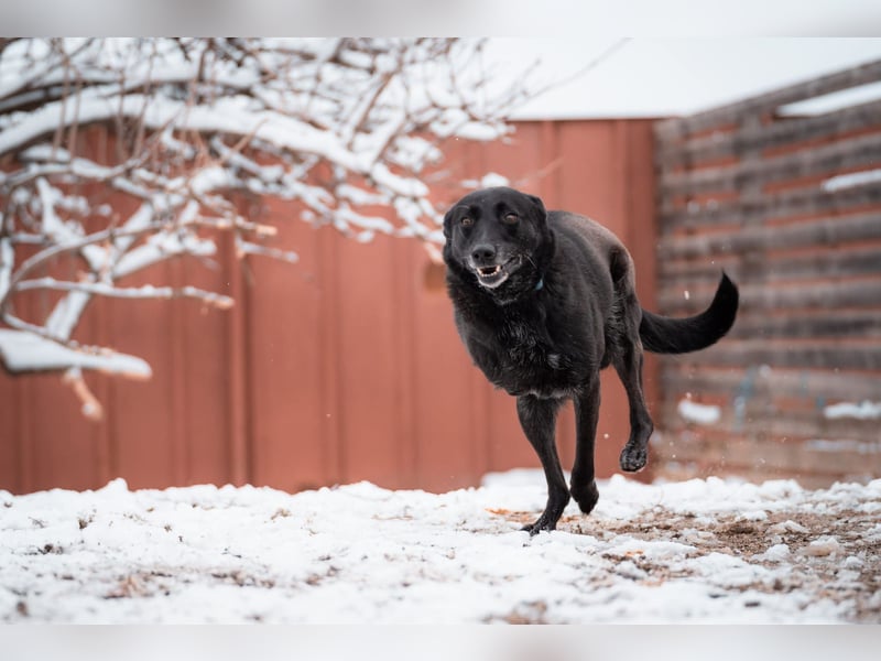 Dichko, 3 Beine, ja und?