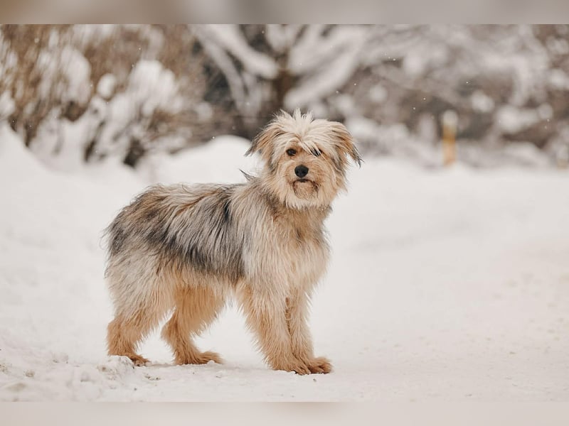 Kleiner Clown Benny sucht sein Zuhause