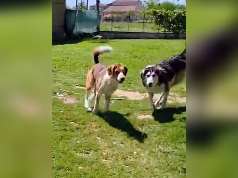 Benny-Boy, Traumhund sucht Traumzuhause