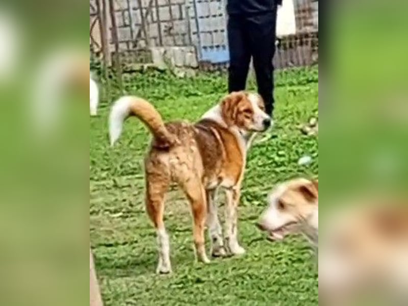 Benny-Boy, Traumhund sucht Traumzuhause