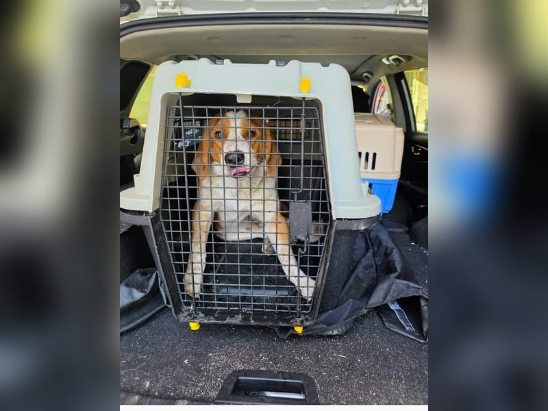 Benny-Boy, Traumhund sucht Traumzuhause