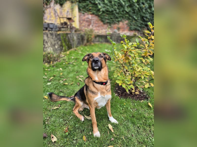 Treuer Bo aus 52428 Jülich sucht sein Für-Immer-Zuhause