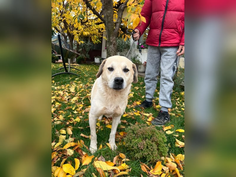 MAX - toller Herzenshund sucht seine Familie