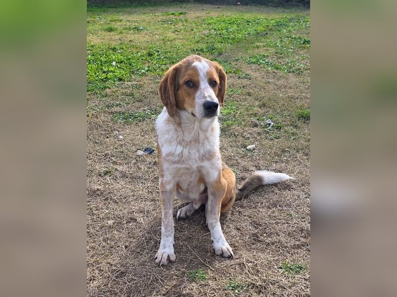 Benny-Boy, Traumhund sucht Traumzuhause