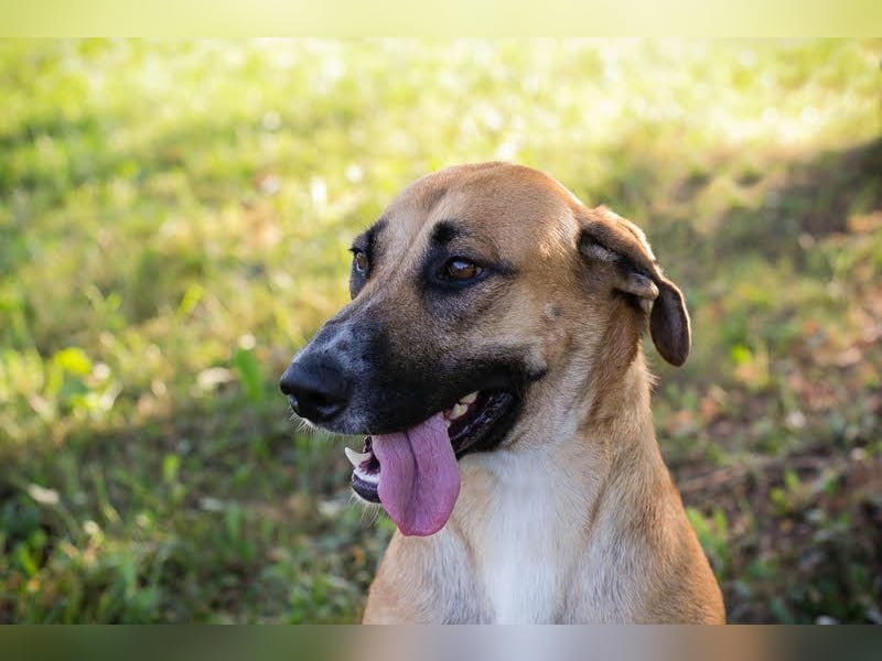 Nisha - freundlich, liebevoll und bereit für ein Zuhause Zuhause oder Pflegestelle zum 06.12.2025