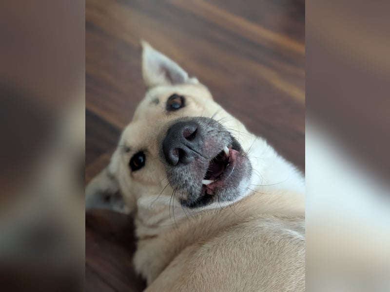 Henry sucht ein liebevolles Zuhause mit Ruhe und Verlässlichkeit