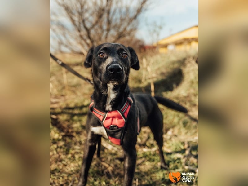 Bogy – Ein ausgeglichener Entdecker mit großem Herzen