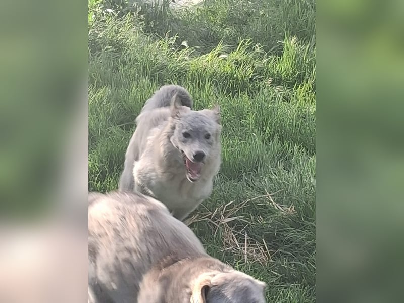 Siku sucht seine Menschen