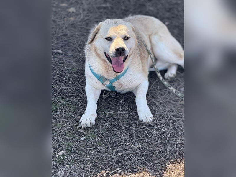 MAX - toller Herzenshund sucht seine Familie