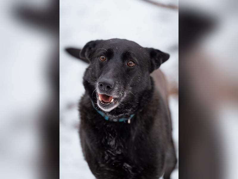 Dichko, 3 Beine, ja und?