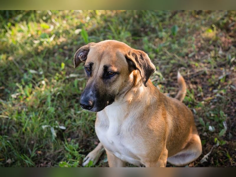 Nisha - freundlich, liebevoll und bereit für ein Zuhause Zuhause oder Pflegestelle zum 06.12.2025