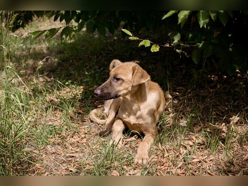 Ozzy – sanfter Junghund mit Schlappohren-Charme sucht sein Happy End