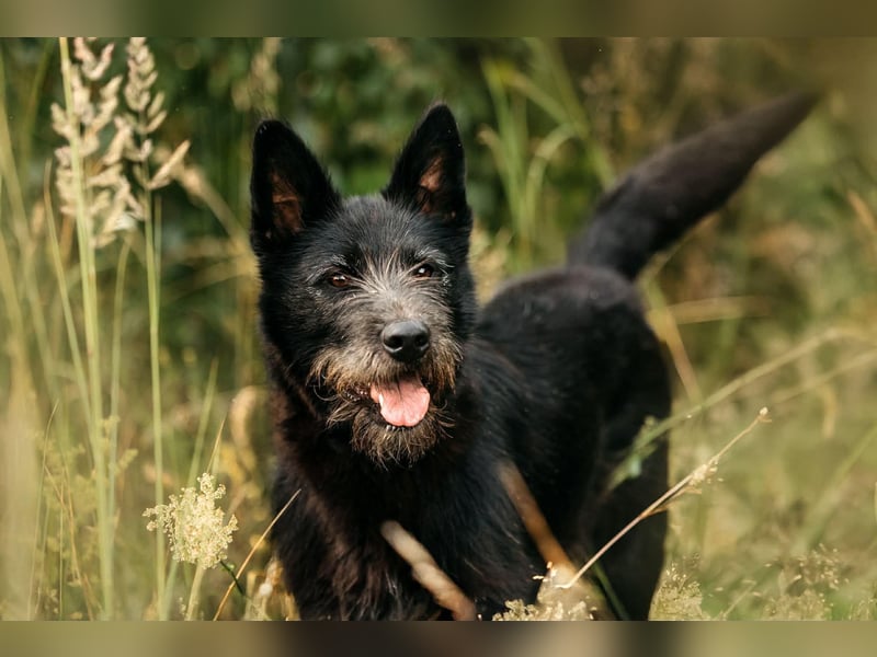 Fröhliche Ajda sucht liebevolles Zuhause