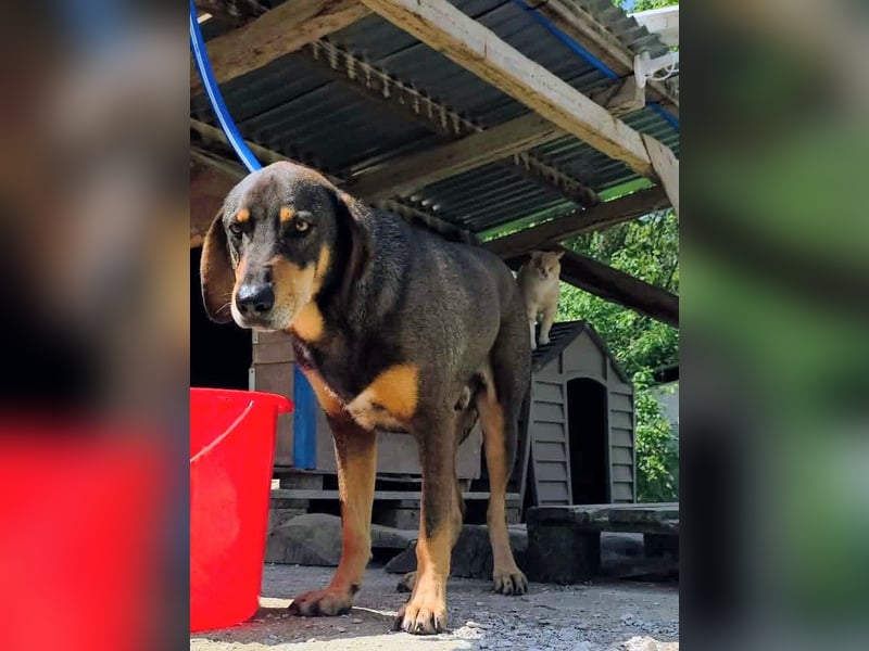 Brownie hatte noch nie ein Zuhause