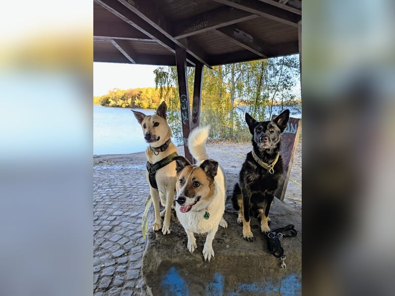 Henry sucht ein liebevolles Zuhause mit Ruhe und Verlässlichkeit