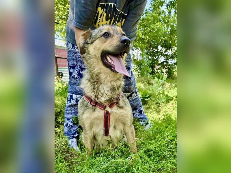 Paul – fröhlicher Wirbelwind sucht aktive Menschen