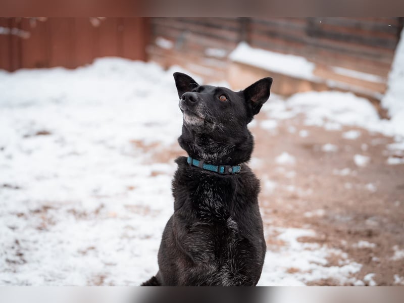 Dichko, 3 Beine, ja und?