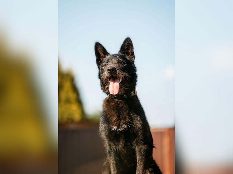 Fröhliche Ajda sucht liebevolles Zuhause