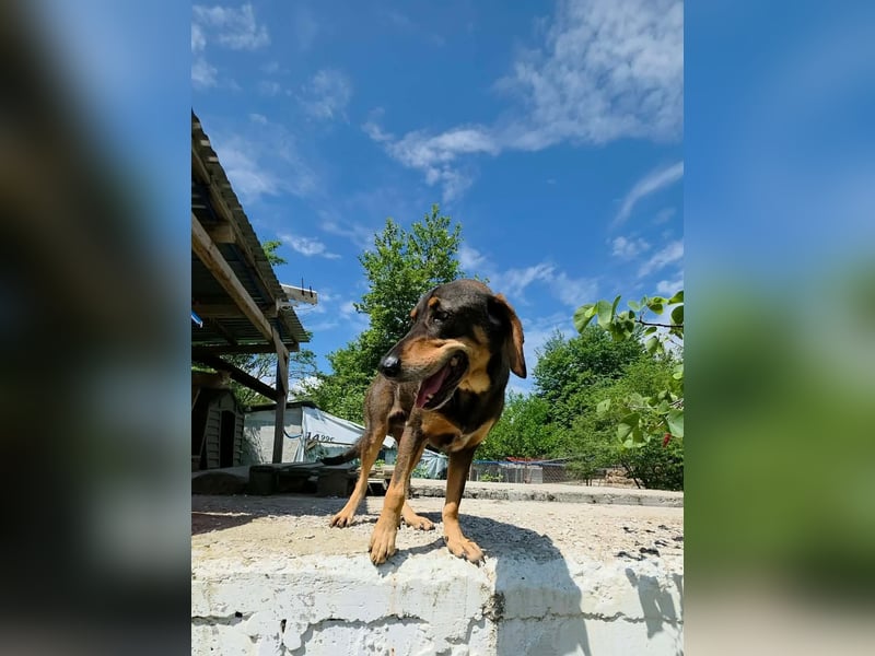 Brownie hatte noch nie ein Zuhause