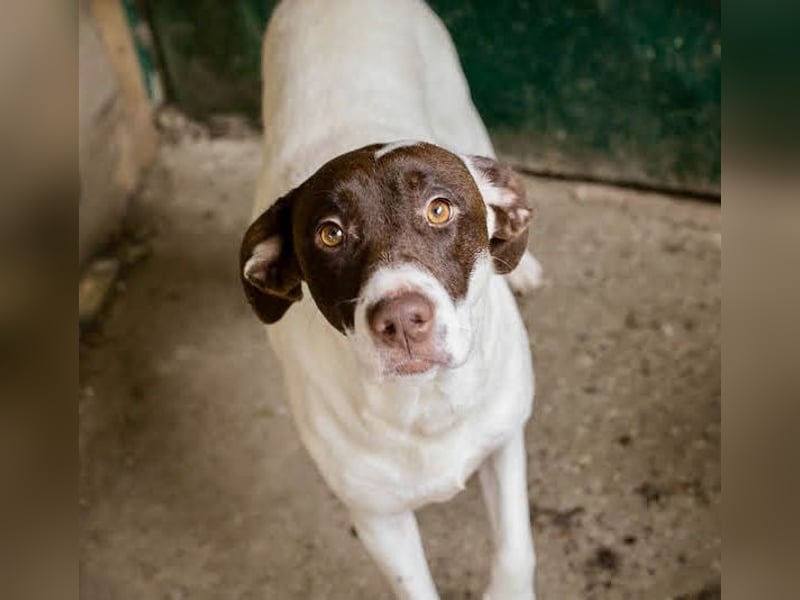 Sanfte Elina sucht liebevolles Zuhause