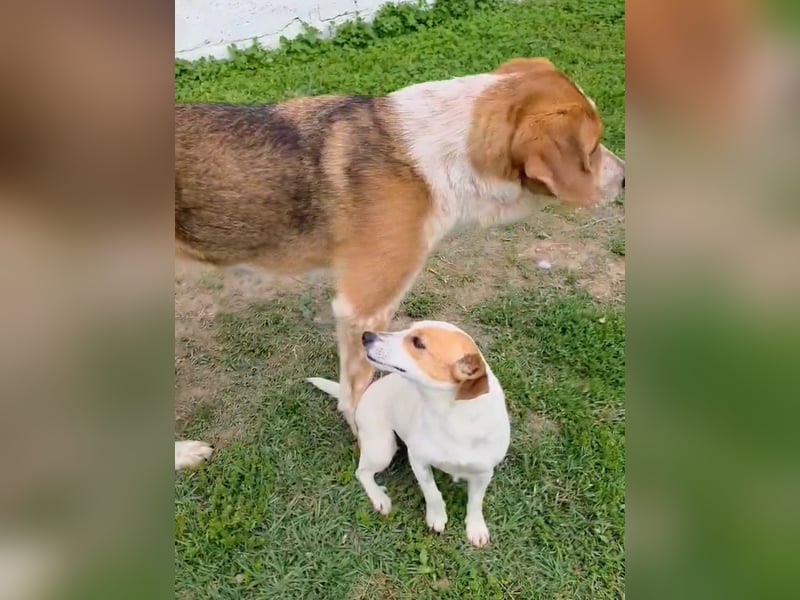 Benny-Boy, Traumhund sucht Traumzuhause