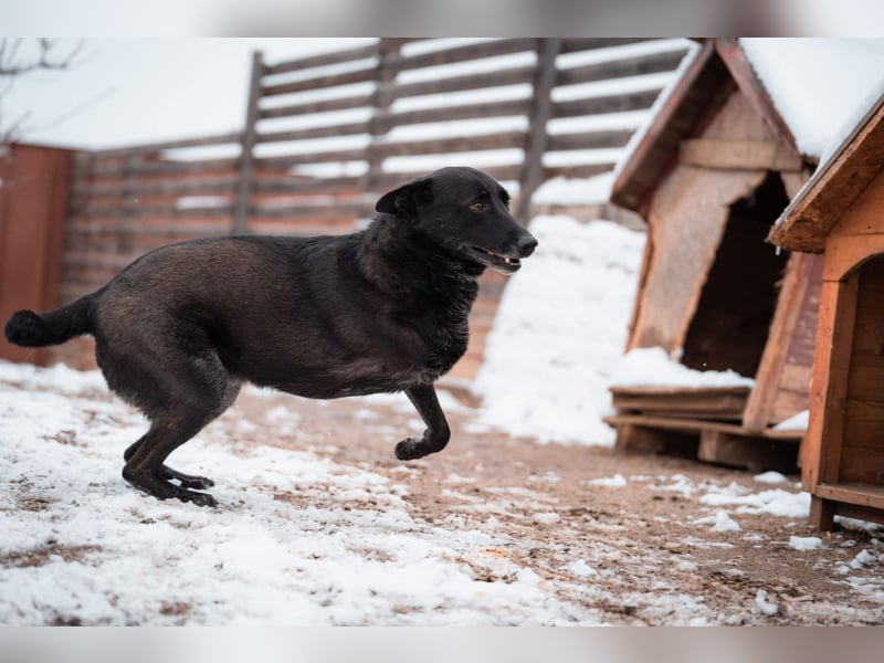 Dichko, 3 Beine, ja und?