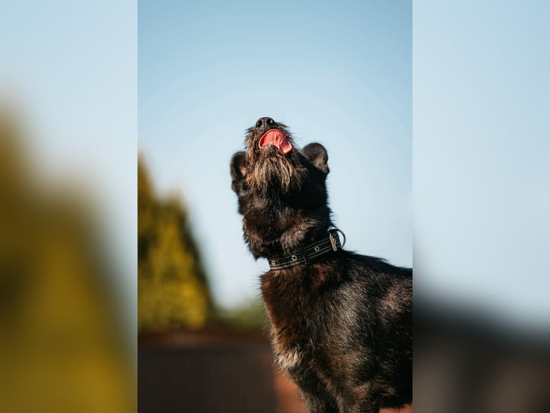 Fröhliche Ajda sucht liebevolles Zuhause