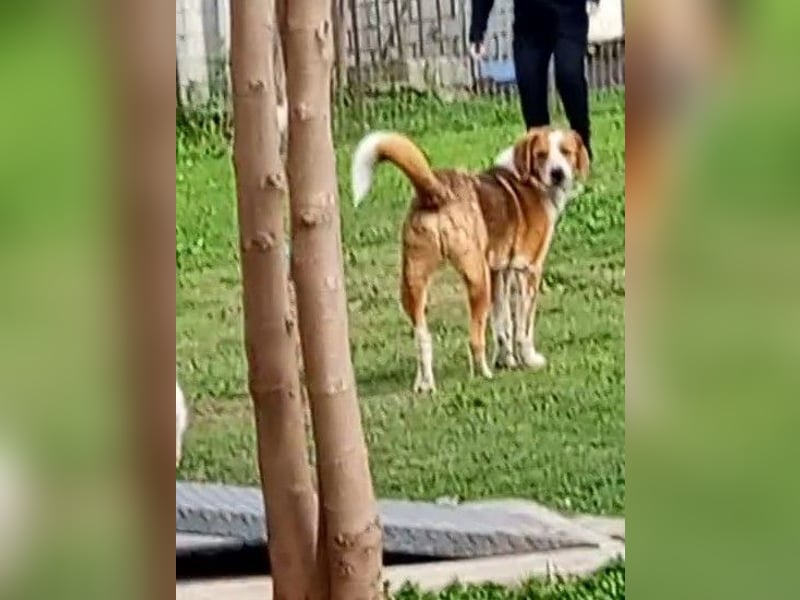 Benny-Boy, Traumhund sucht Traumzuhause