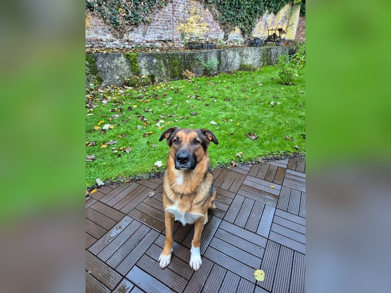 Treuer Bo aus 52428 Jülich sucht sein Für-Immer-Zuhause